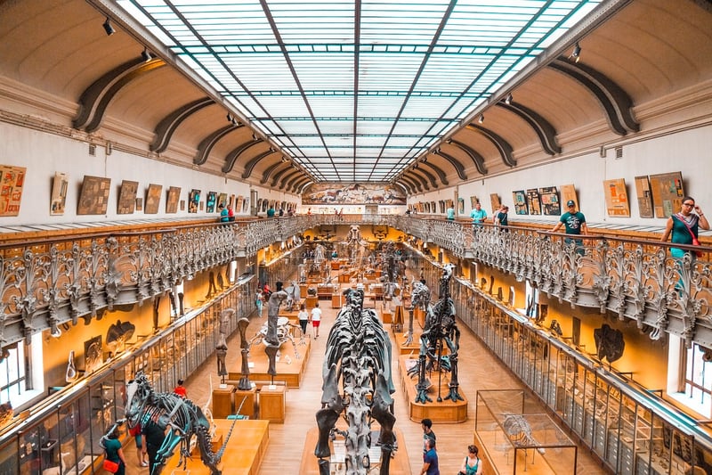 Dinosaur Fossil Excavation
